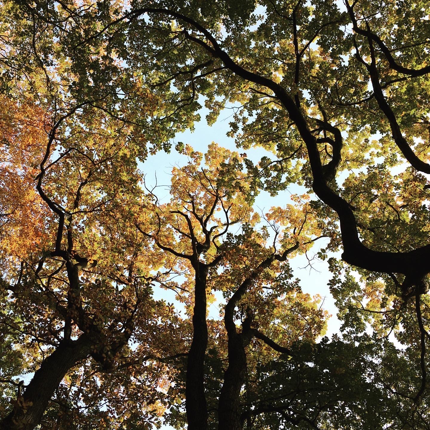 Endcliffe Park